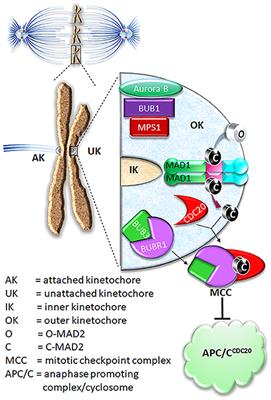 From Molecular Discoveries to Cancer Therapy